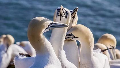 爱游戏网址登录-高校运动训练心理辅导体系建设研究，高校心理辅导体系组成部分