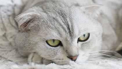 爱游戏网址登录-高校运动训练心理辅导体系建设研究，高校心理辅导体系组成部分