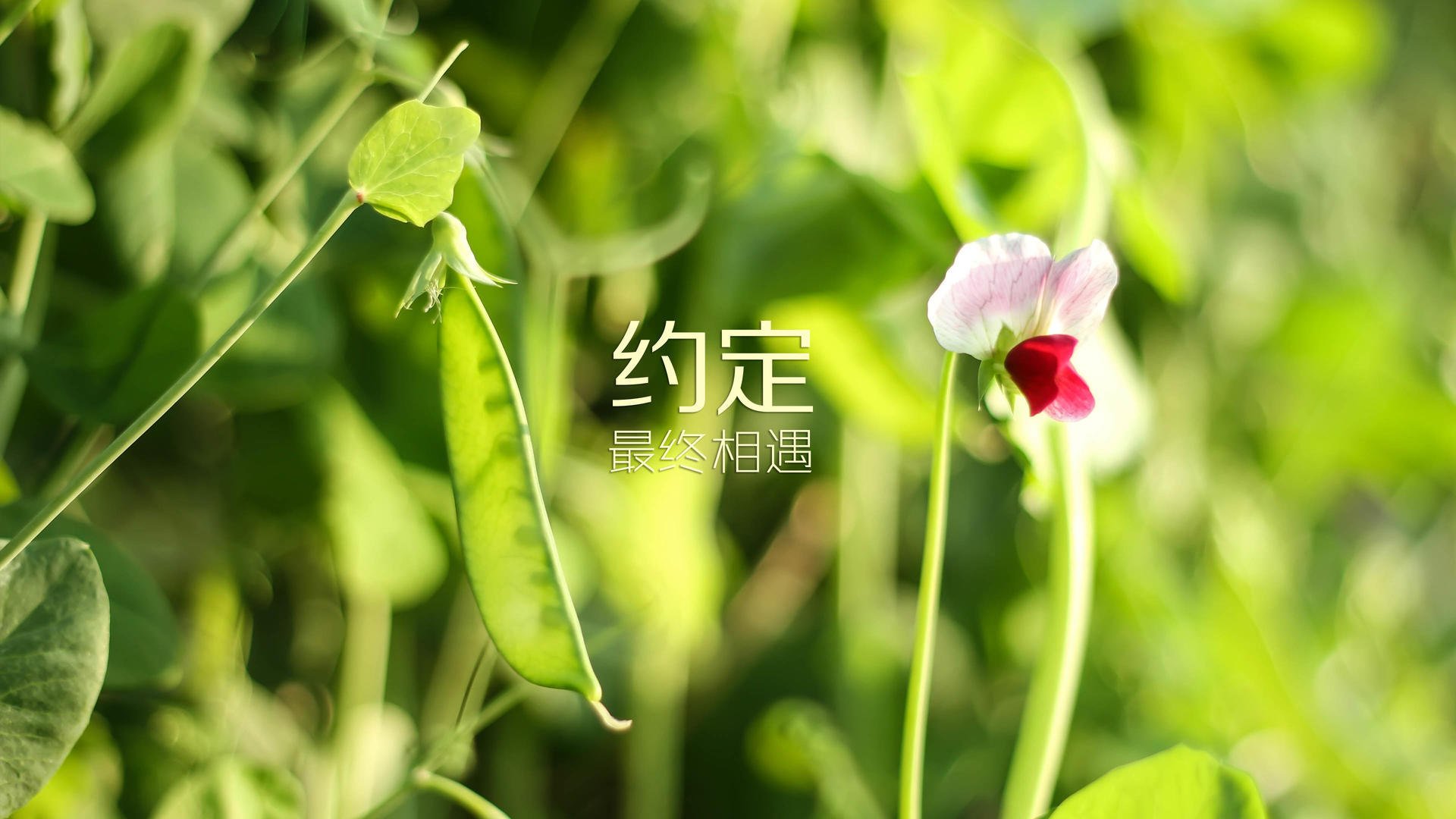 爱游戏app-中超联赛的俱乐部运营模式，中超联赛的俱乐部运营模式有哪些