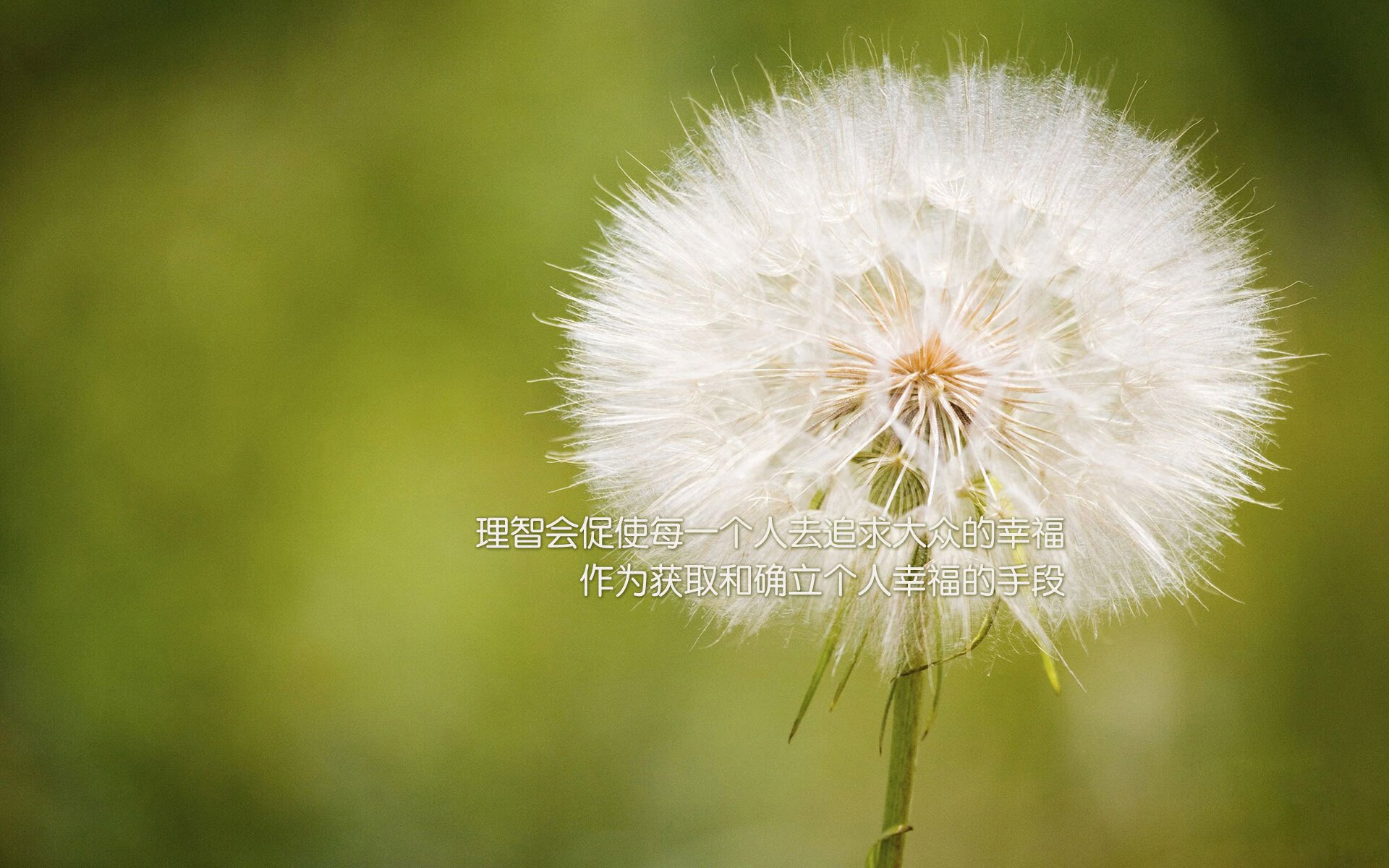汉堡联鏖战至最后一刻，终不敌对手，汉堡cp