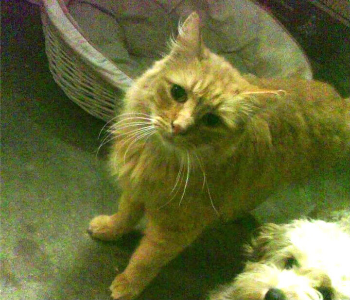 爱游戏电竞官网-法甲风云：巴黎圣日耳曼新援表现出色引关注，巴黎圣日耳曼引进球员