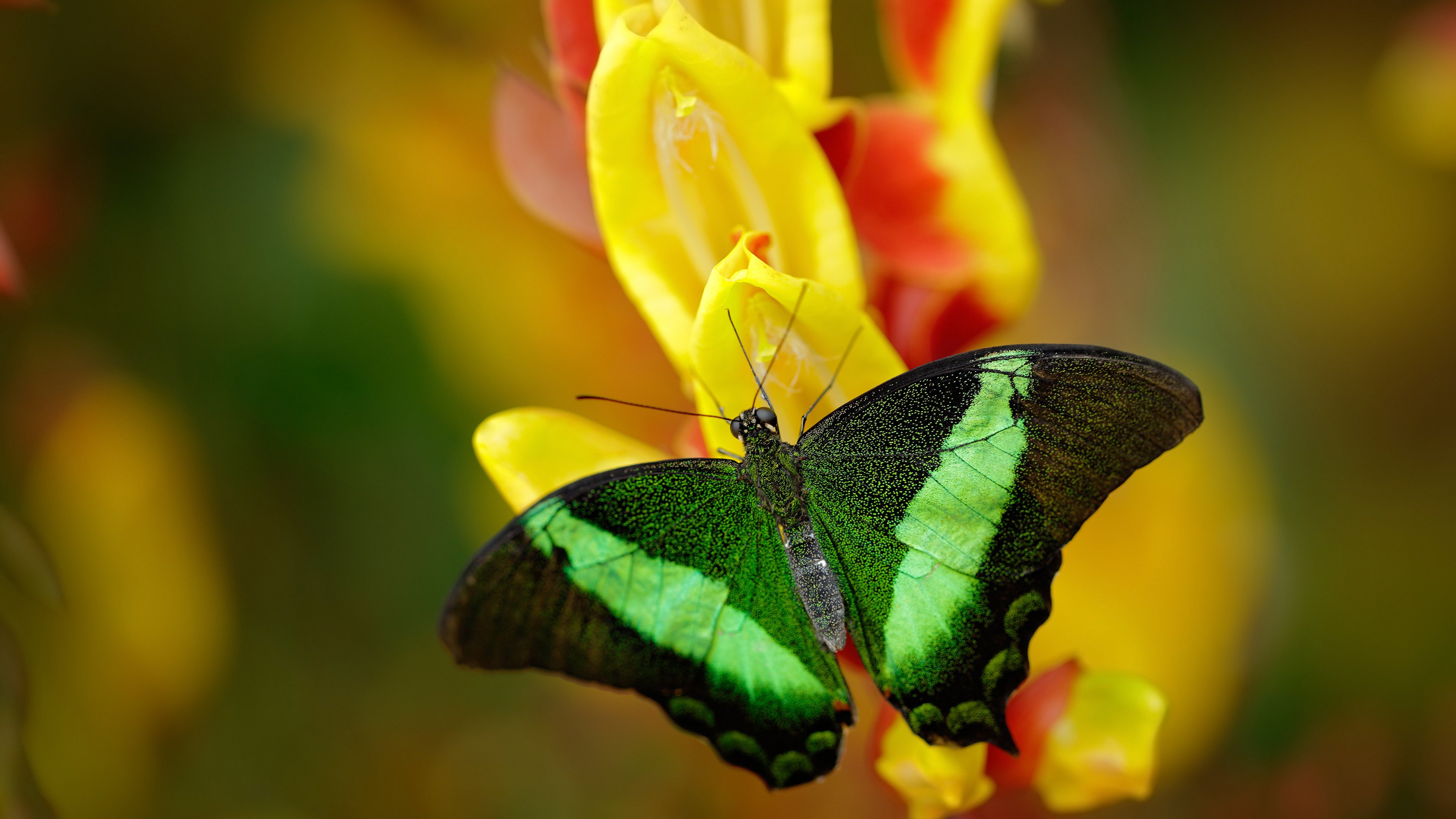 2024年混合团体世界杯:Chinese Taipei实现关键胜利,2024年足球世界杯