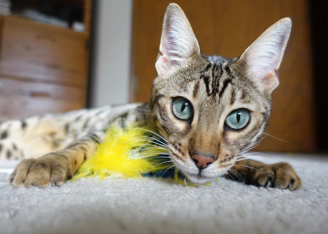 世界杯预选赛中国队战败 球迷分析失败原因,世界杯预选赛中国队出现形势