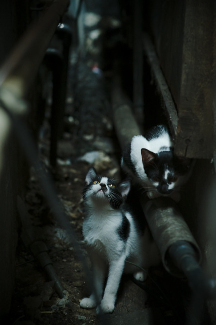 爱游戏中国官方网站平台-本菲卡后腰调度精准，攻守兼备，本菲卡著名球员