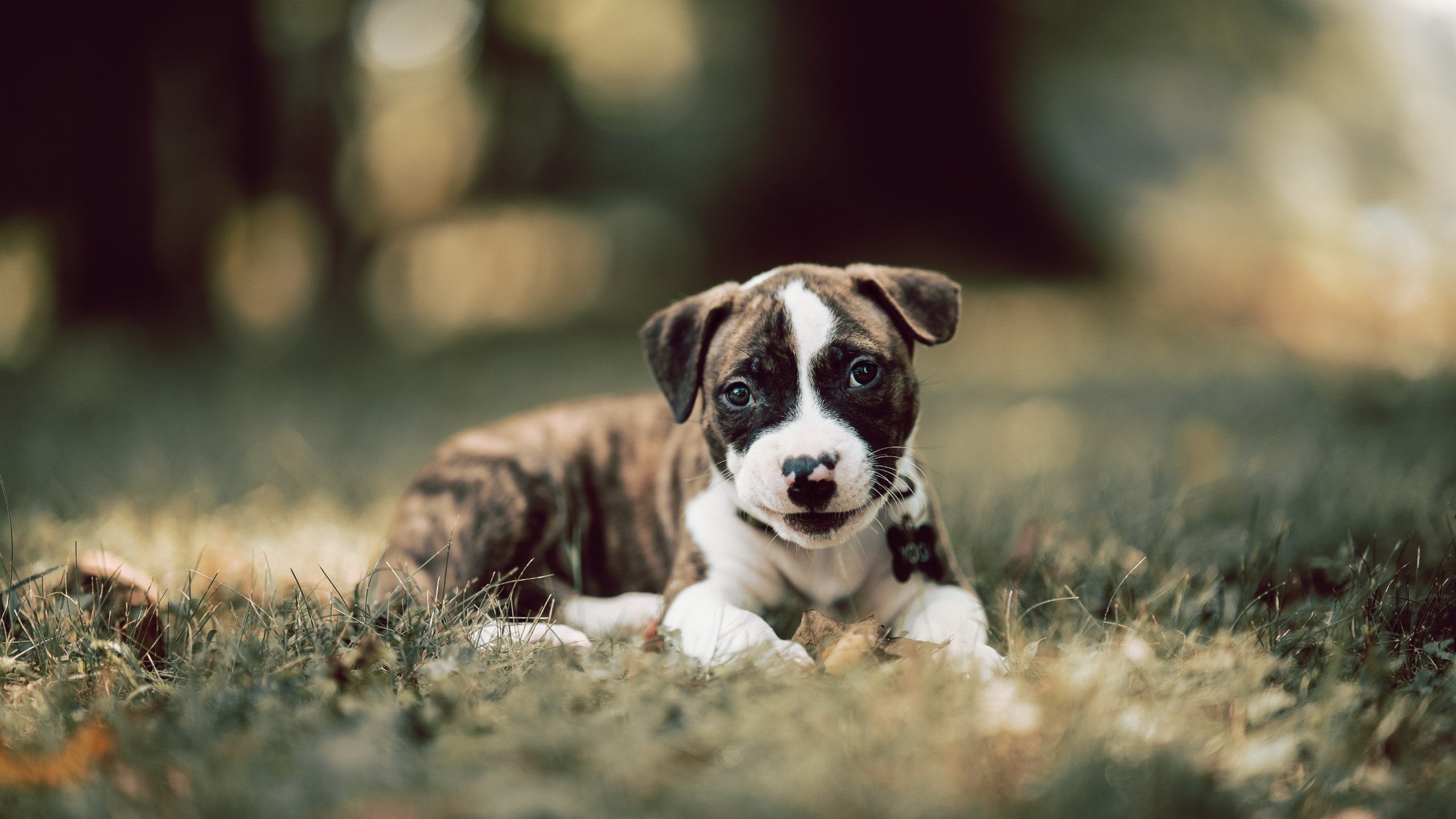 爱游戏在线登录入口-罗马尼亚队赛制解析：如何通过战术创新应对赛事中不同的竞争压力