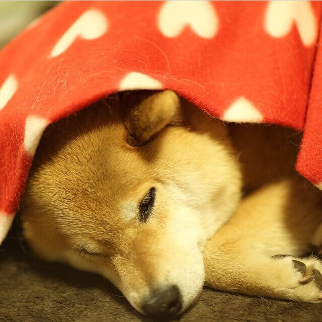 罗马尼亚队赛制解析:如何通过战术创新应对赛事中不同的竞争压力