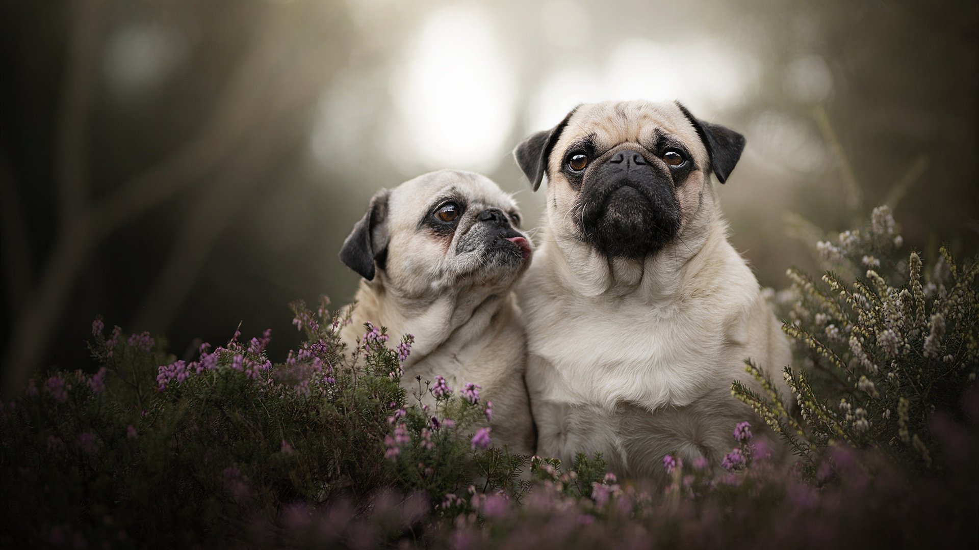 辽宁男篮连胜纪录终结教练坦言需要调整节奏，辽宁男篮战绩表