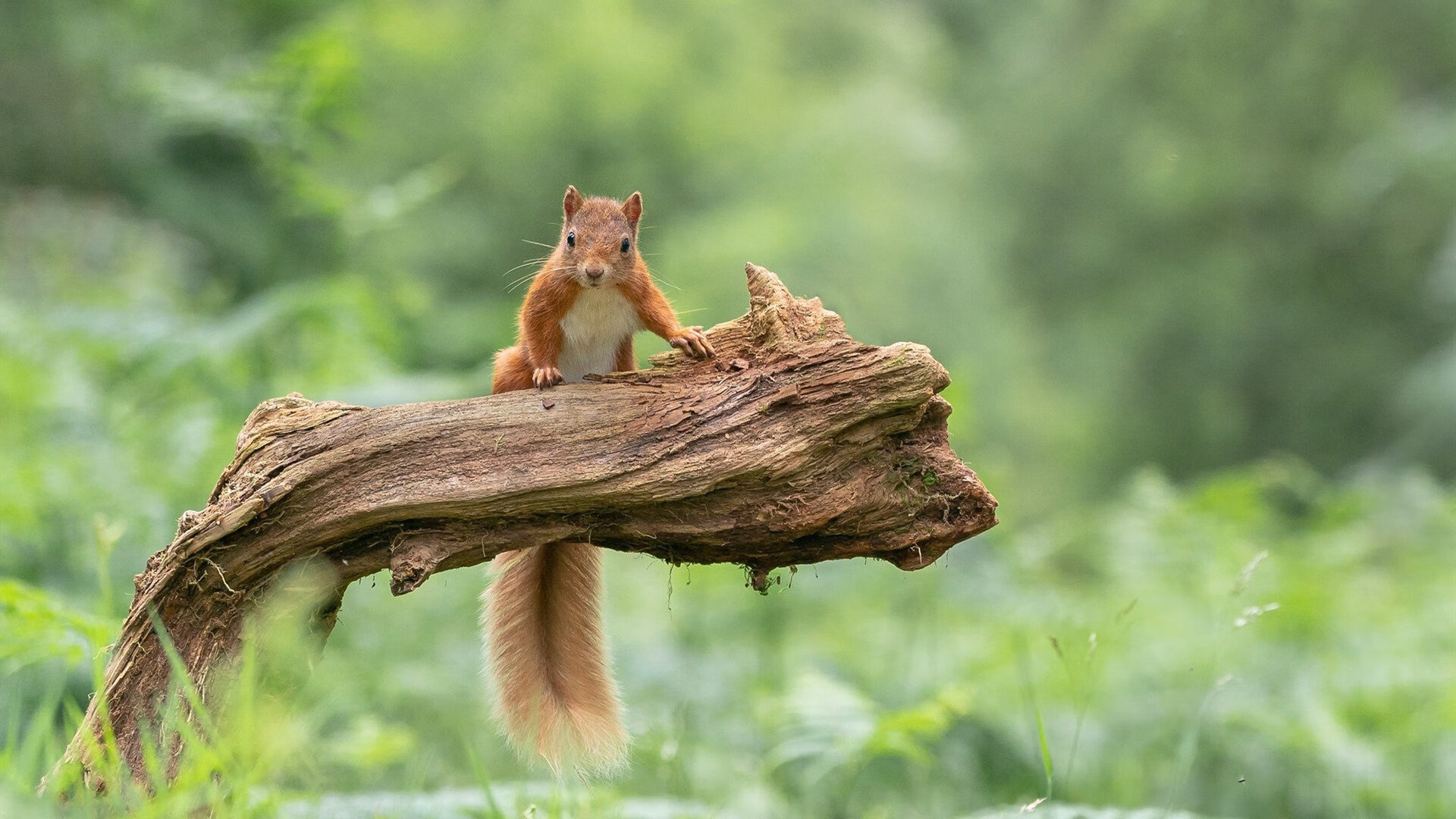 篮网赛前组织高强度热身提升实战效率，篮网公开训练合照