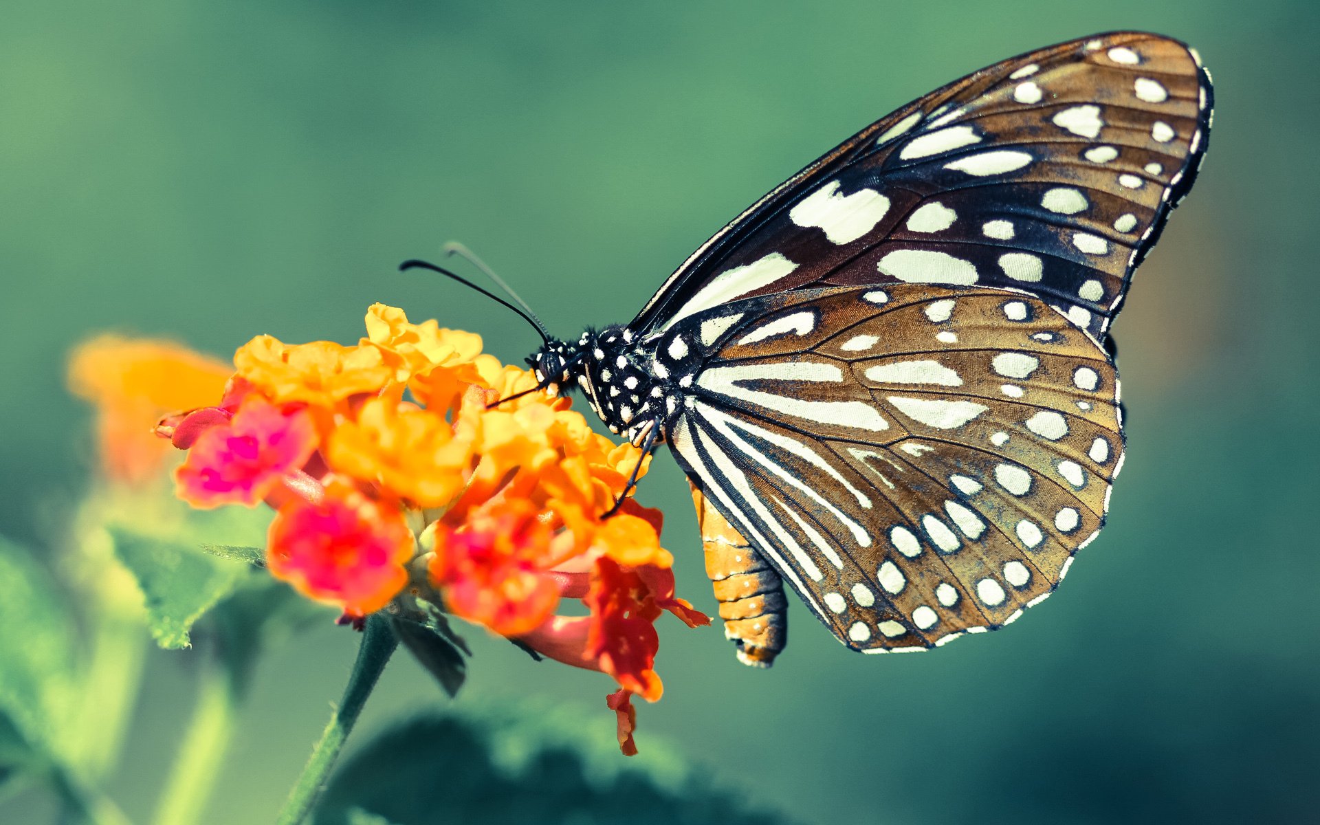 爱游戏平台-自由泳吉尔吉斯斯坦选手挑战极限，吉尔吉斯斯坦 举重