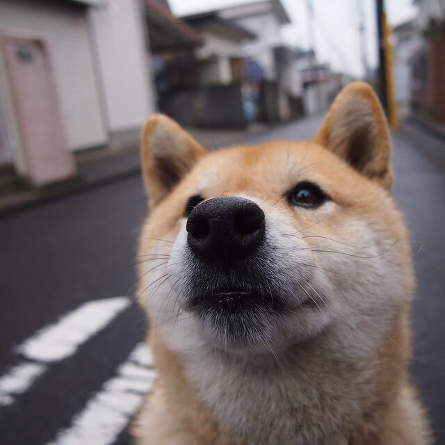 跳水动作难度升级荷兰挑战成功，跳水 execution